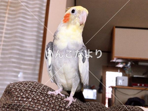 迷い鳥の写真