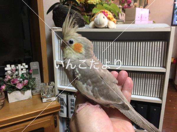 迷い鳥の写真