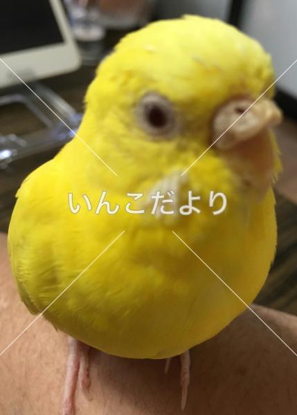 迷い鳥の写真