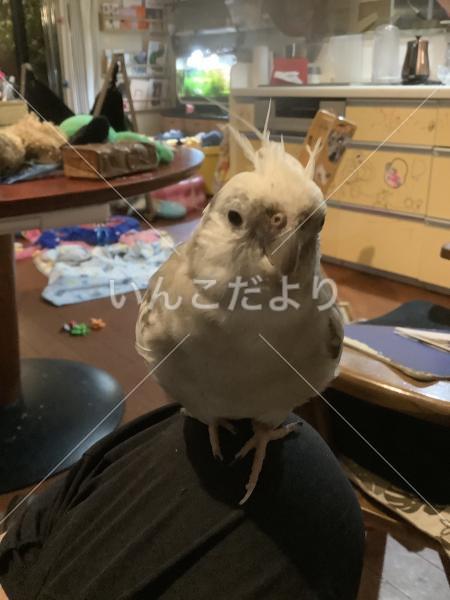 迷い鳥の写真