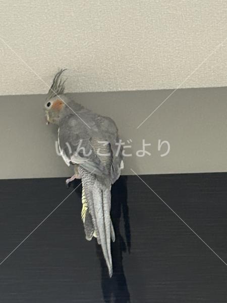 迷い鳥の写真
