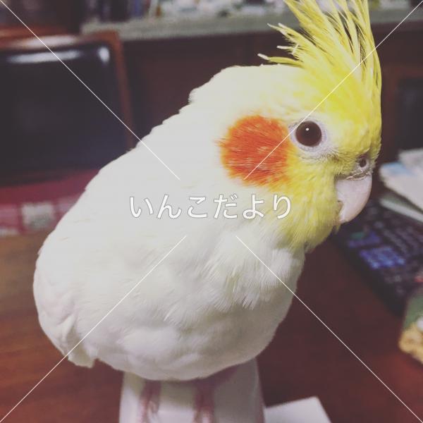 迷い鳥の写真