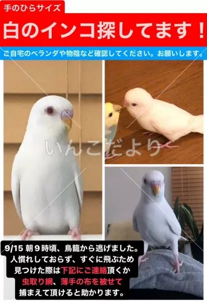 迷い鳥の写真