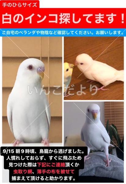 迷い鳥の写真