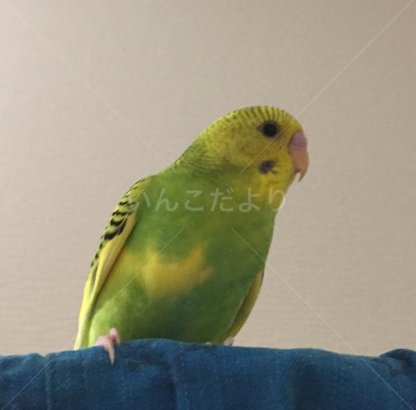 迷い鳥の写真