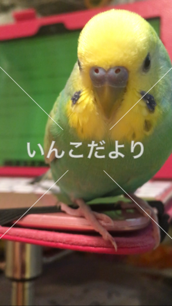 迷い鳥の写真