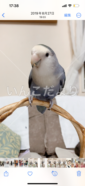 迷い鳥の写真