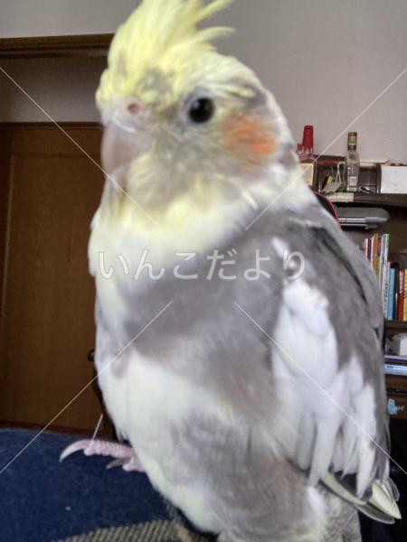 迷い鳥の写真