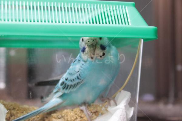 保護鳥の写真