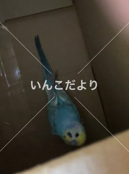 保護鳥の写真
