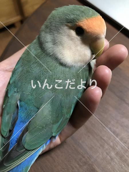 迷い鳥の写真