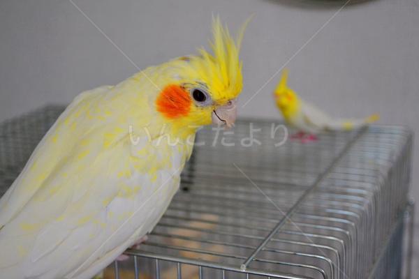迷い鳥の写真