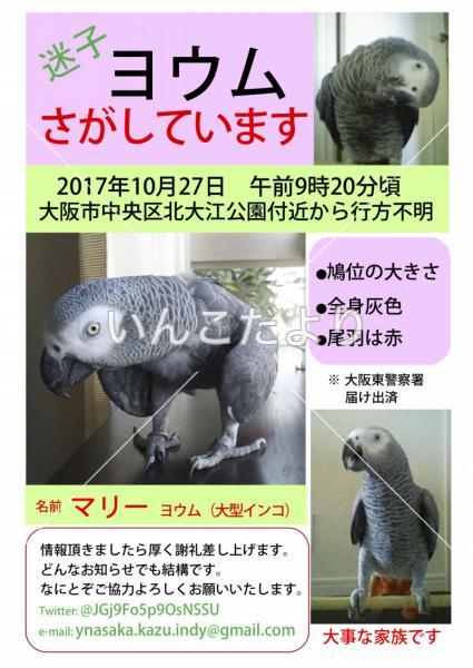 迷い鳥の写真