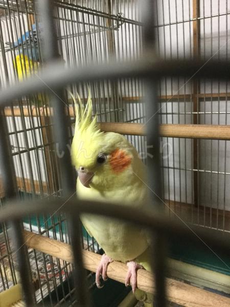 迷い鳥の写真