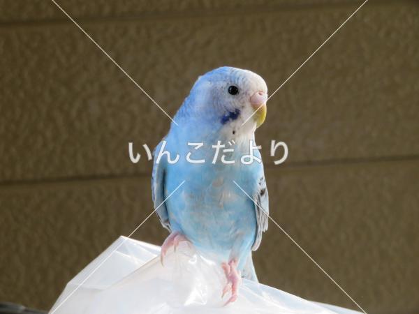 迷い鳥の写真