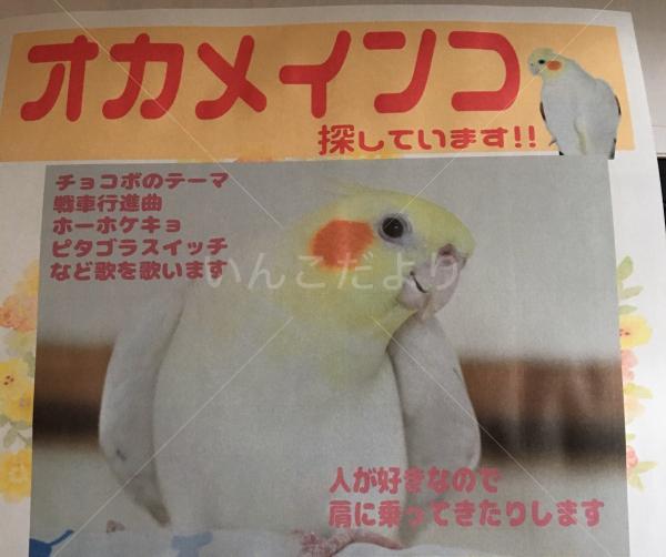 迷い鳥の写真