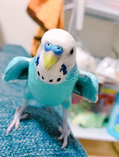 迷い鳥の写真