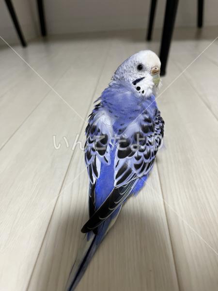 迷い鳥の写真