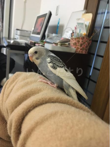 迷い鳥の写真