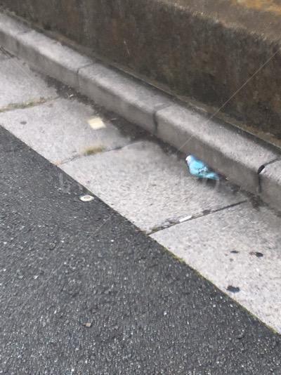 迷い鳥の写真