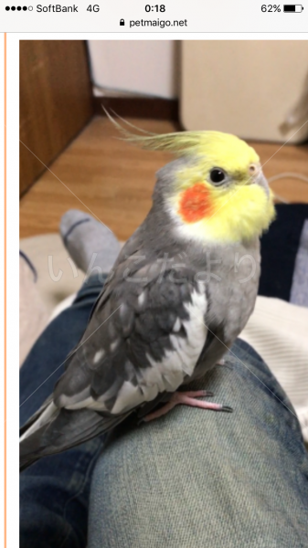 迷い鳥の写真