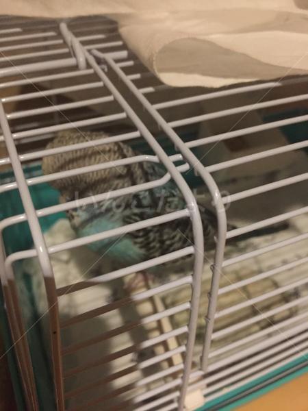保護鳥の写真