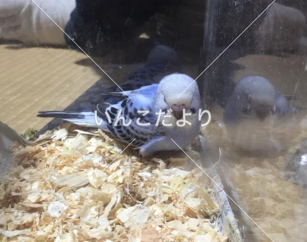 迷い鳥の写真