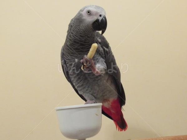迷い鳥の写真