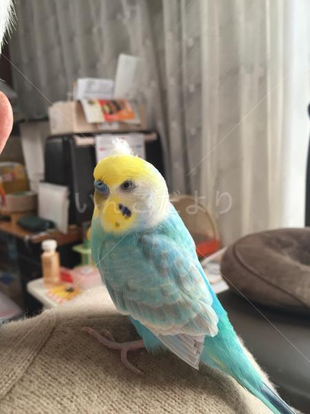 迷い鳥の写真