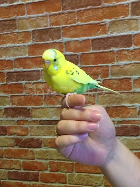 保護鳥の写真