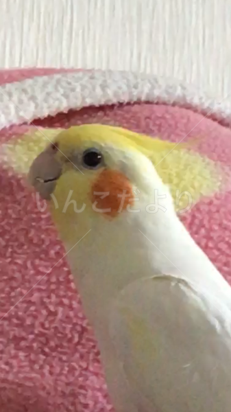 迷い鳥の写真