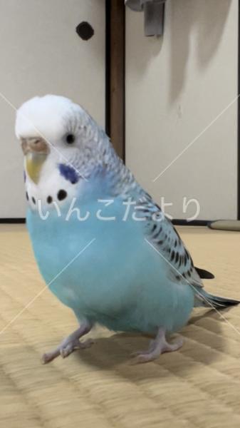 迷い鳥の写真