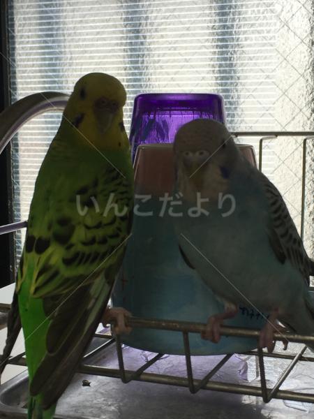 迷い鳥の写真