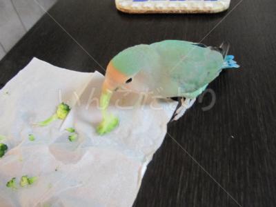 迷い鳥の写真