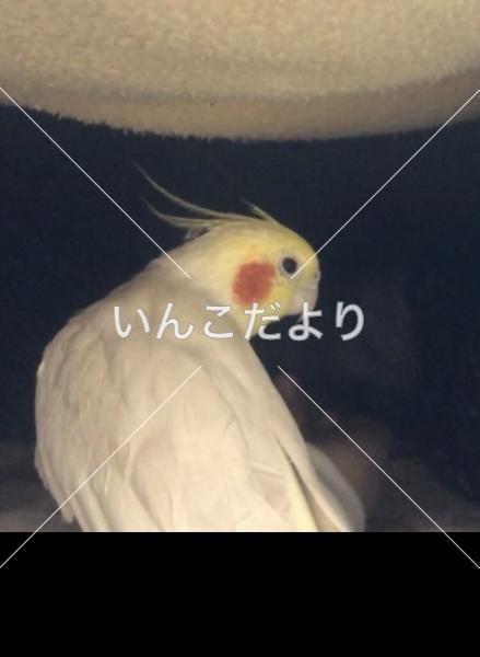 迷い鳥の写真