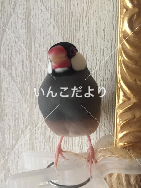 迷い鳥の写真