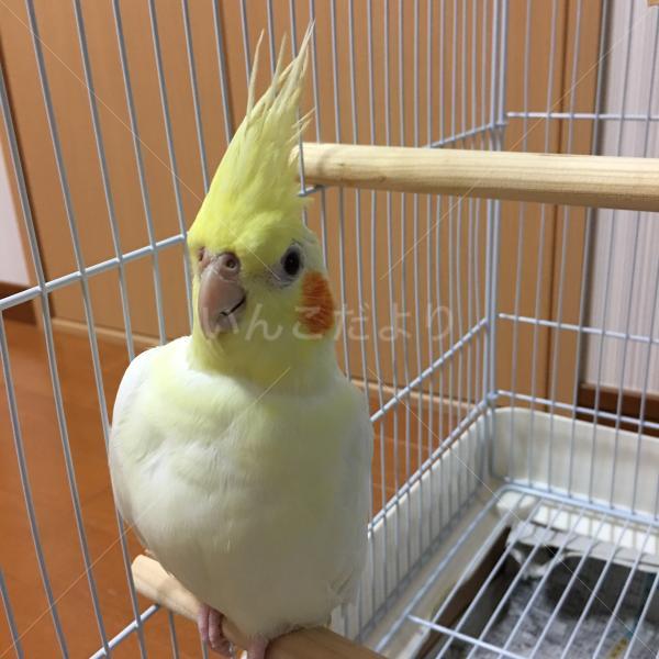 迷い鳥の写真