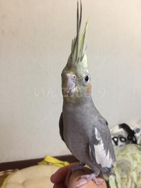 迷い鳥の写真
