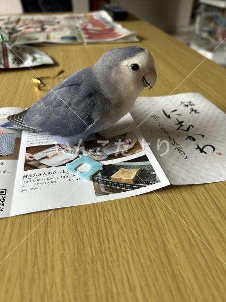 迷い鳥の写真