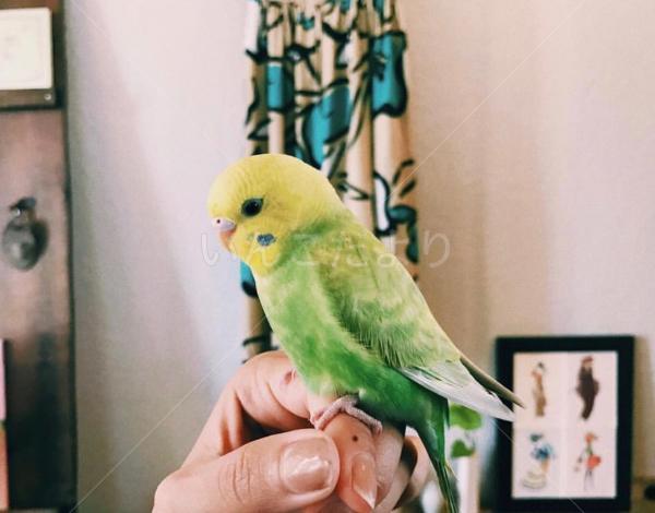 保護鳥の写真