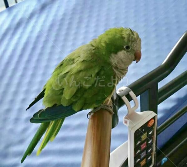 保護鳥の写真