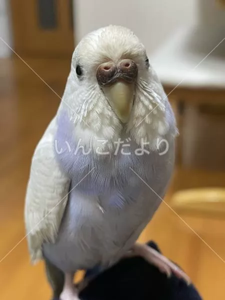 保護鳥の写真