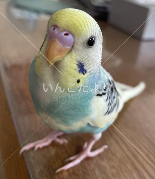 迷い鳥の写真