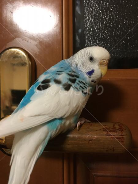 迷い鳥の写真