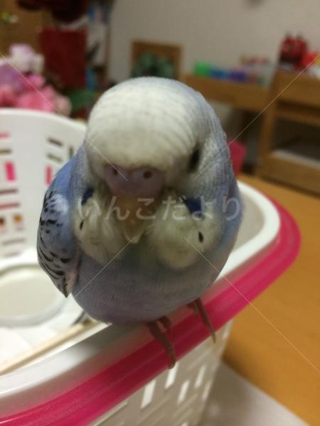 迷い鳥の写真