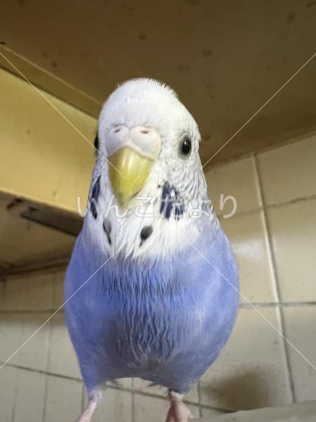 迷い鳥の写真
