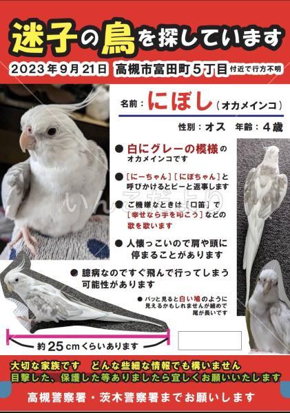 迷い鳥の写真