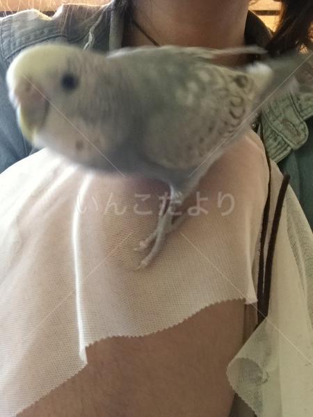 迷い鳥の写真