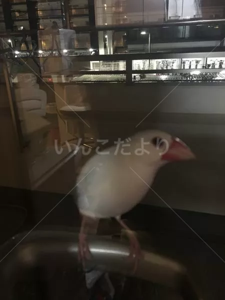 保護鳥の写真