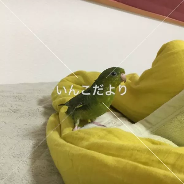迷い鳥の写真